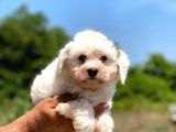 Çok Tatlı Maltese Terrier Yavrular