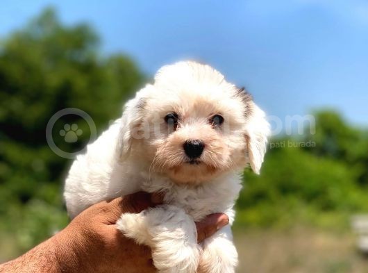 Çok Tatlı Maltese Terrier Yavrular görsel