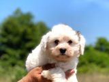Çok Tatlı Maltese Terrier Yavrular