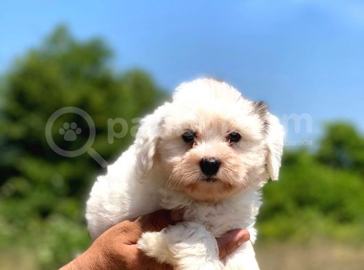Çok Tatlı Maltese Terrier Yavrular görsel