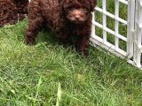 Brown Poodle Yavruları