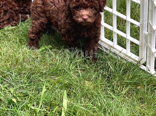 Brown Poodle Yavruları görsel