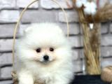 Ayı Surat Pomerian Boo Bebeklerim
