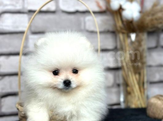 Üst Kali̇te Pomeri̇an Boo Dünyasi