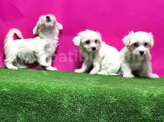 Resmi̇ Üreti̇ci̇den Maltese Terri̇er Yavrular görsel