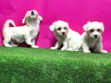 Resmi̇ Üreti̇ci̇den Maltese Terri̇er Yavrular