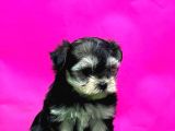 Resmi̇ Üreti̇ci̇den Morki̇e Yavrular