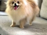 Resmi̇ Üreti̇ci̇den Pomerani̇an Boo Yavru