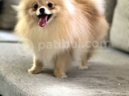 Resmi̇ Üreti̇ci̇den Pomerani̇an Boo Yavru görsel