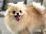 RESMİ ÜRETİCİDEN POMERANİAN BOO YAVRU
