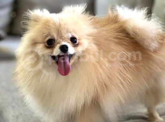 Resmi̇ Üreti̇ci̇den Pomerani̇an Boo Yavru