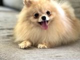 Resmi̇ Üreti̇ci̇den Pomerani̇an Boo Yavru