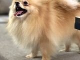 Resmi̇ Üreti̇ci̇den Pomerani̇an Boo Yavru