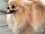 Resmi̇ Üreti̇ci̇den Pomerani̇an Boo Yavru