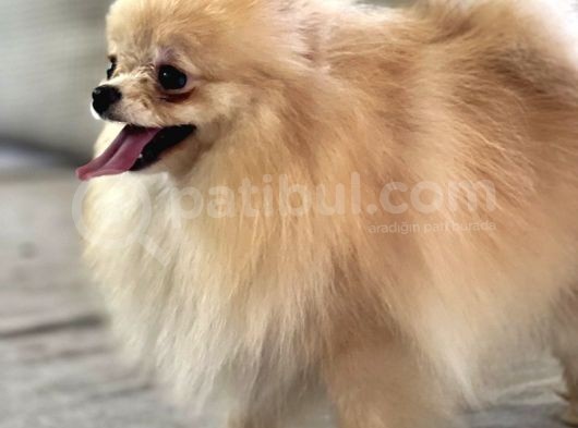 Resmi̇ Üreti̇ci̇den Pomerani̇an Boo Yavru görsel