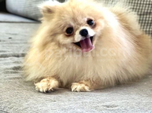 Resmi̇ Üreti̇ci̇den Pomerani̇an Boo Yavru görsel