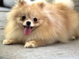 Resmi̇ Üreti̇ci̇den Pomerani̇an Boo Yavru