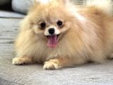 Resmi̇ Üreti̇ci̇den Pomerani̇an Boo Yavru