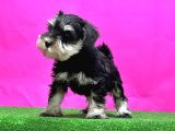 RESMİ ÜRETİCİDEN MİNYATÜR SCHNAUZER YAVRULAR