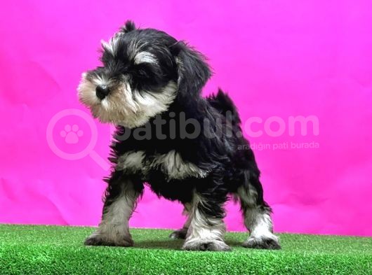 Resmi̇ Üreti̇ci̇den Mi̇nyatür Schnauzer Yavrular