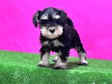 Resmi̇ Üreti̇ci̇den Mi̇nyatür Schnauzer Yavrular