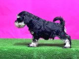 Resmi̇ Üreti̇ci̇den Mi̇nyatür Schnauzer Yavrular