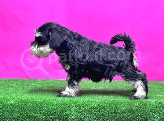 Resmi̇ Üreti̇ci̇den Mi̇nyatür Schnauzer Yavrular görsel