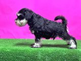Resmi̇ Üreti̇ci̇den Mi̇nyatür Schnauzer Yavrular