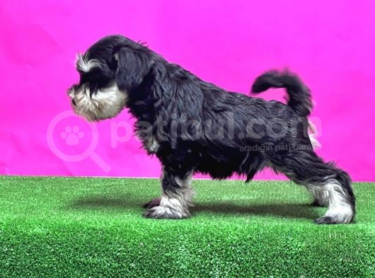 Resmi̇ Üreti̇ci̇den Mi̇nyatür Schnauzer Yavrular görsel