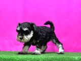 Resmi̇ Üreti̇ci̇den Mi̇nyatür Schnauzer Yavrular