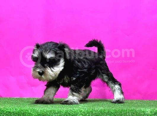 Resmi̇ Üreti̇ci̇den Mi̇nyatür Schnauzer Yavrular görsel