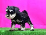 Resmi̇ Üreti̇ci̇den Mi̇nyatür Schnauzer Yavrular