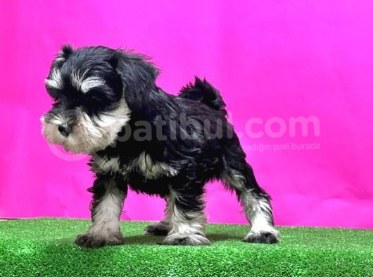 Resmi̇ Üreti̇ci̇den Mi̇nyatür Schnauzer Yavrular görsel