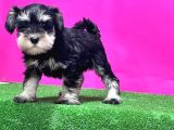 Resmi̇ Üreti̇ci̇den Mi̇nyatür Schnauzer Yavrular