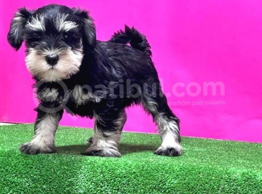 Resmi̇ Üreti̇ci̇den Mi̇nyatür Schnauzer Yavrular görsel