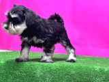 Resmi̇ Üreti̇ci̇den Mi̇nyatür Schnauzer Yavrular