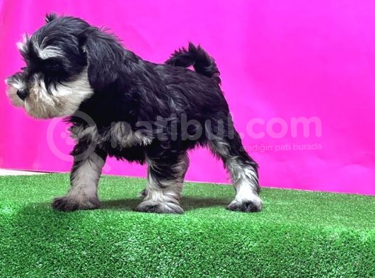 Resmi̇ Üreti̇ci̇den Mi̇nyatür Schnauzer Yavrular görsel