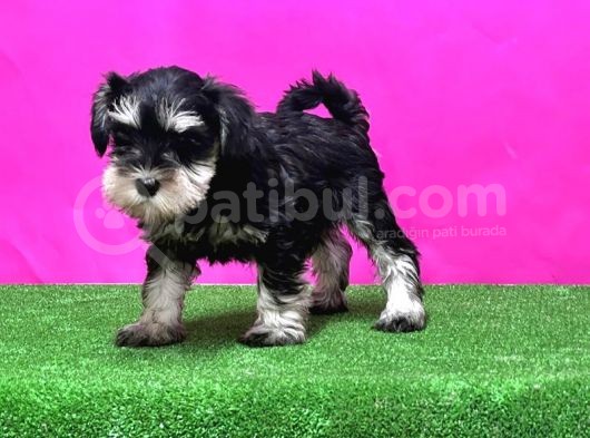 Resmi̇ Üreti̇ci̇den Mi̇nyatür Schnauzer Yavrular görsel