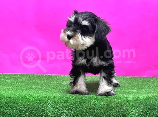 Resmi̇ Üreti̇ci̇den Mi̇nyatür Schnauzer Yavrular görsel