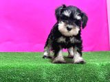 Resmi̇ Üreti̇ci̇den Mi̇nyatür Schnauzer Yavrular