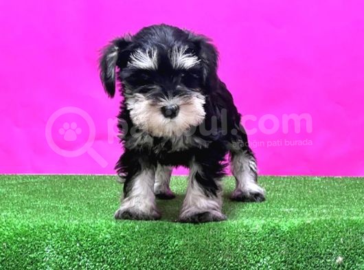Resmi̇ Üreti̇ci̇den Mi̇nyatür Schnauzer Yavrular görsel
