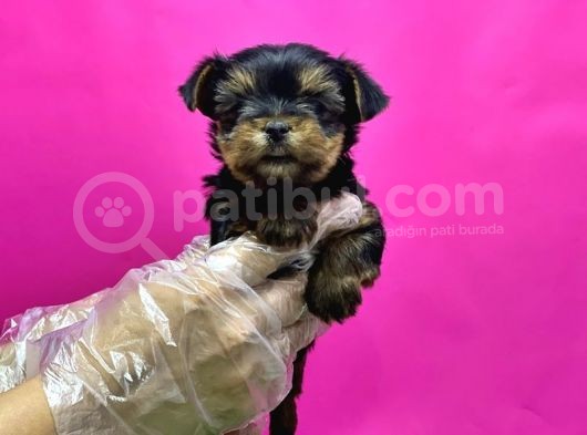 Resmi̇ Üreti̇ci̇den Teacup Yorkshi̇re Terri̇er Yavru görsel