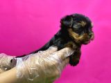 Resmi̇ Üreti̇ci̇den Teacup Yorkshi̇re Terri̇er Yavru