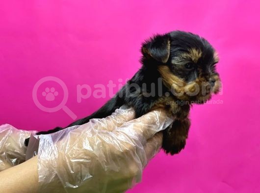 Resmi̇ Üreti̇ci̇den Teacup Yorkshi̇re Terri̇er Yavru görsel