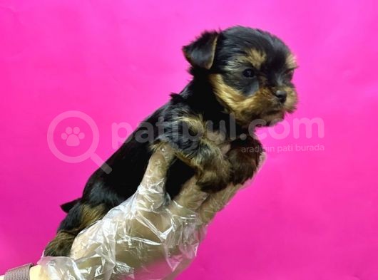 Teacup Yorkshi̇re Terri̇er Yavru görsel