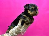 Resmi̇ Üreti̇ci̇den Teacup Yorkshi̇re Terri̇er Yavru