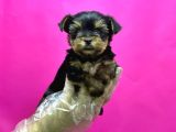 Teacup Yorkshi̇re Terri̇er Yavru