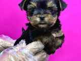 Teacup Yorkshi̇re Terri̇er Yavru