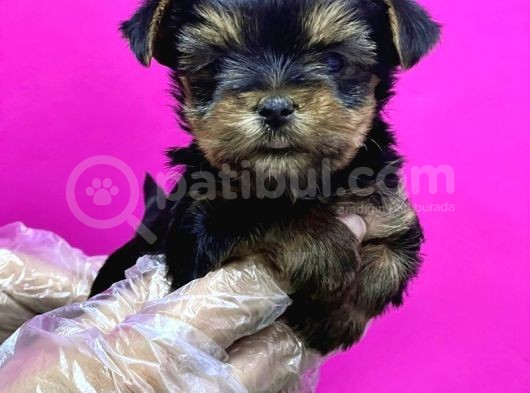 Resmi̇ Üreti̇ci̇den Teacup Yorkshi̇re Terri̇er Yavru görsel