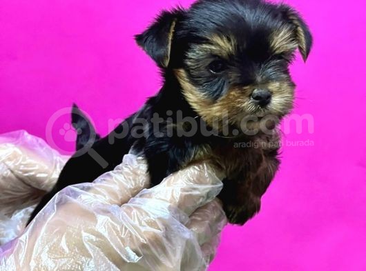 Teacup Yorkshi̇re Terri̇er Yavru görsel